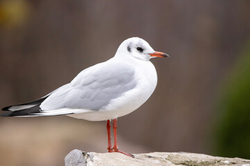 close up of a gull
