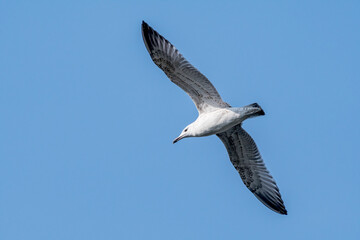 Immature Herring Gull (Larus argentatus) in park, Russia