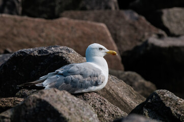 Adult Herring Gull (Larus argentatus) in park, Germany