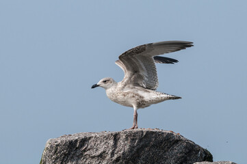 Immature Herring Gull (Larus argentatus) in park, Germany