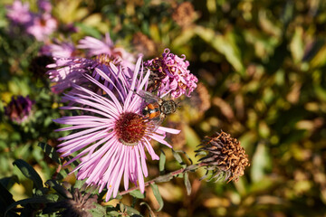 The fly collects nectar from flowers. Autumn.