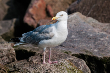 Adult Herring Gull (Larus argentatus) in park, Germany