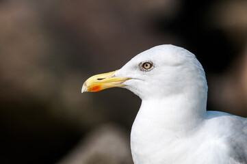 Adult Herring Gull (Larus argentatus) in park, Germany