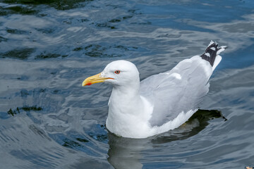 Herring Gull (Larus argentatus) in park, Russia