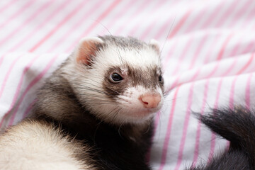 Fototapeta na wymiar Sleeping pet ferret. Sweet dreams of animals. Polecat in bed.