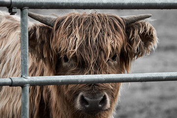 Close-up of a young Highland cow behind metal fence