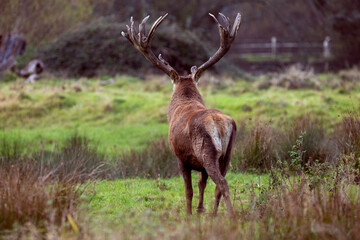 Stag Walking Off