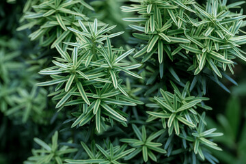 Lush green vegetation in winter