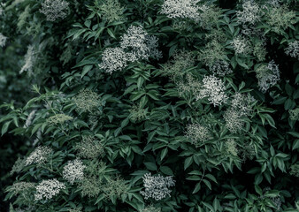 Lush green vegetation in winter