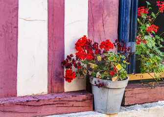 Fototapeta na wymiar Red Geranium Wiindow Old Town Street Honfluer France