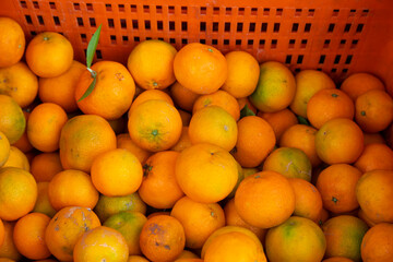 Mandarinas en una caja naranja (cítrico)