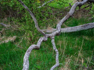 dry fallen tree trunks in old forest