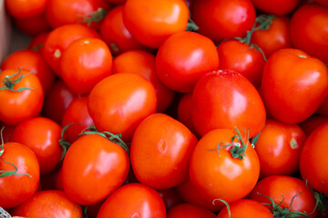 Tomates rojos (colorido vegetal)