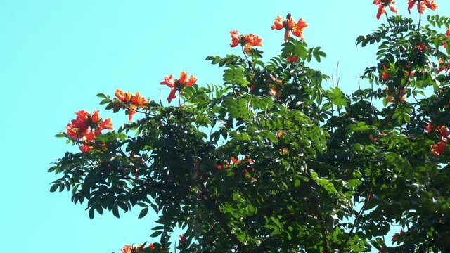View of beautiful blooming african tulip flowers swaying by the wind against the blue sky in sunny day with a butterfly flying around.