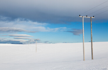 lamp posts in the snow
