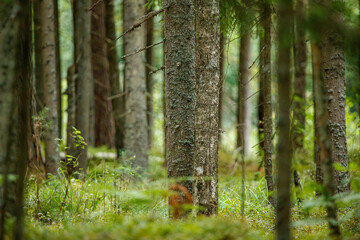 dark and moody spruce tree forest in autumn