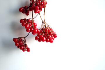 Viburnum red isolated on white background, close up