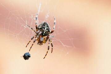 spider on the web