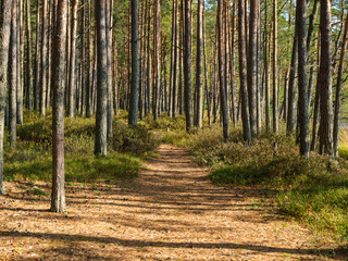 dark and moody spruce tree forest in autumn