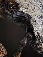 das facettenauge eines rüsselkäfers als detailfoto, platystomos albinus