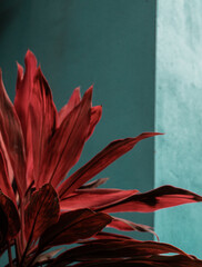 Piękne niebieskie tło z czerwonym kwiatem, roślinna tropikalna tekstura.
