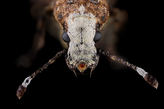 der kopf eines r&uuml;sselk&auml;fers als detailfoto mit facettenaugen und antennen, platystomos albinus