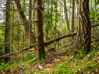 dry fallen tree trunks in old forest