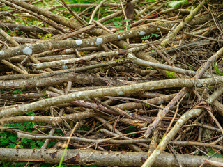 dry fallen tree trunks in old forest