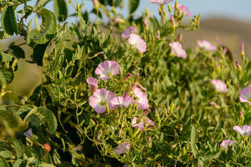 Blooming field bindweed or Convolvulus arvensis L in a summer meadow with morning light, Convolvulaceae flower or Wild morning-glory