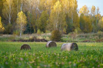 rolls af hay in green autumn meadow
