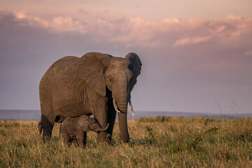 Naklejka na ściany i meble Mother elephant and cub at dusk 