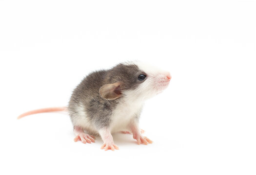 Close-up portrait of a decorative Dumbo rat, on white background, front view