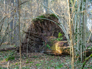 dry fallen tree trunks in old forest