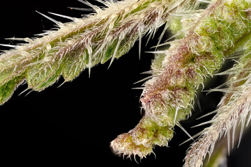 Young stinging nettle (Urtica dioica) plant flowers with black background, microscopy detail,...