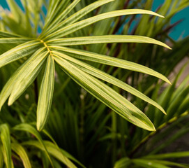 Tropikalne roślinne tło, zielona piękna tekstura. - obrazy, fototapety, plakaty
