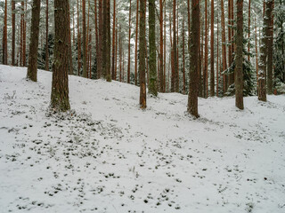 pine and spruce tree forest in first snow