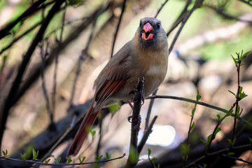 Female Cardinal