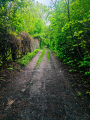 Droga wśród zieleni i ogródków