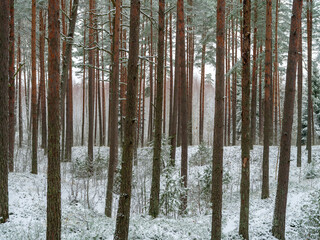 pine and spruce tree forest in first snow