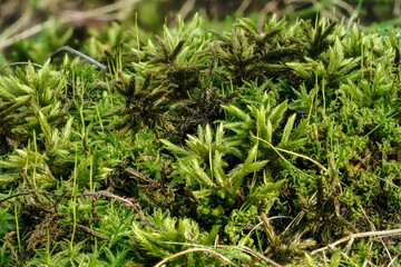 Fine green moss, growing in forest, closeup macro detail