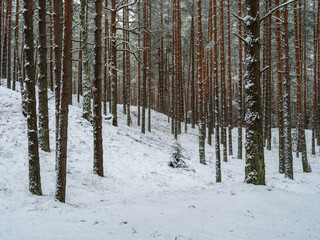 Fototapeta premium pine and spruce tree forest in first snow