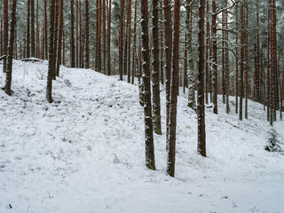 pine and spruce tree forest in first snow