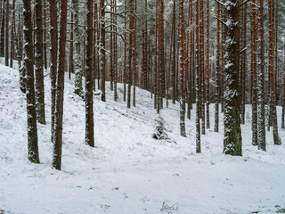 pine and spruce tree forest in first snow