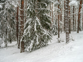 pine and spruce tree forest in first snow