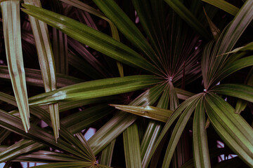 Tropikalne roślinne tło, zielona piękna tekstura. - obrazy, fototapety, plakaty