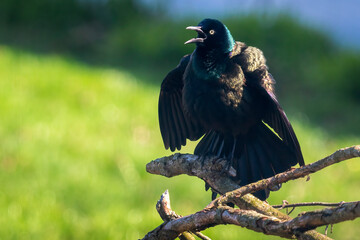 Grackle