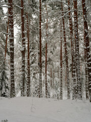 pine and spruce tree forest in first snow