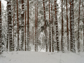 pine and spruce tree forest in first snow