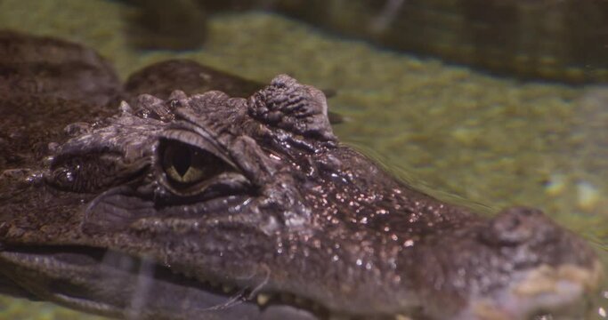 Portrait of Caiman crocodilus lying on the water in an aquarium