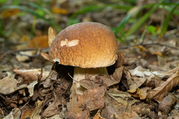 A close-up photo of an edible porcini mushroom in the natural environment in the forest. Middle of the autumn, green grass, and leaves on background.